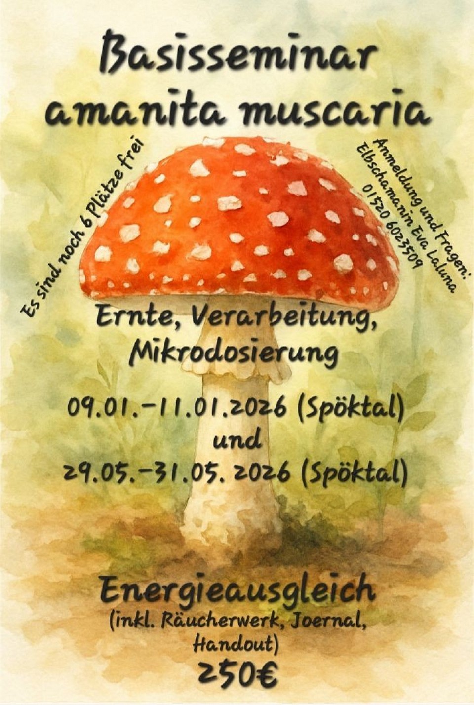 Seminar über die Mikrodosierung des Fliegenpilzes (amanita muscaria)